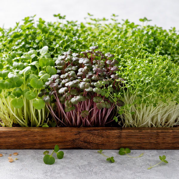 Basil Microgreens